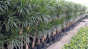 Opperman Plants